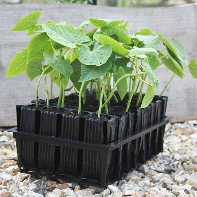 Rubber Agricultural Long Root Trainer
