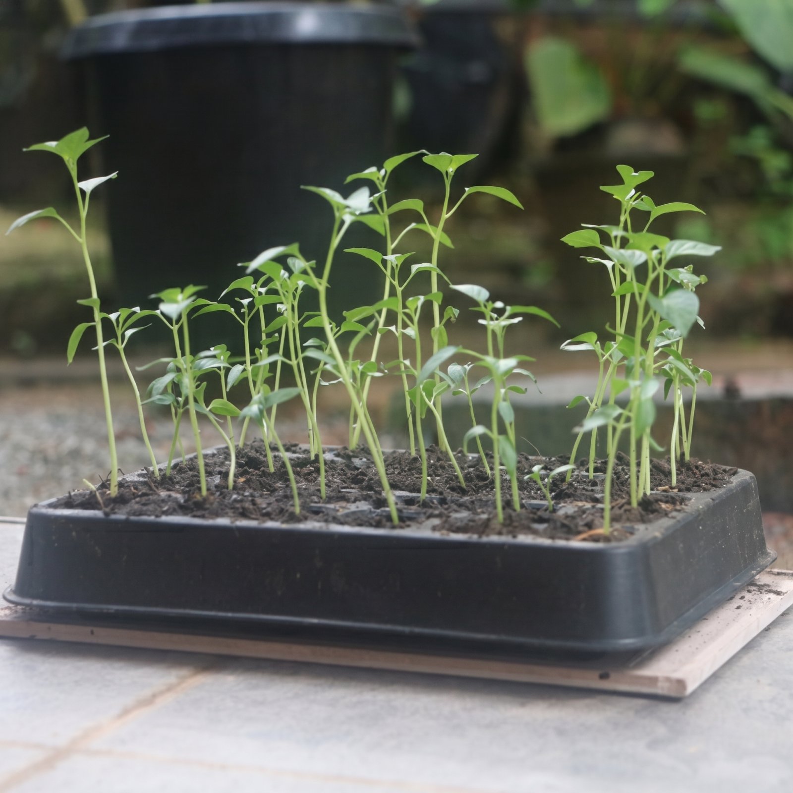 Rubber Seed Tray