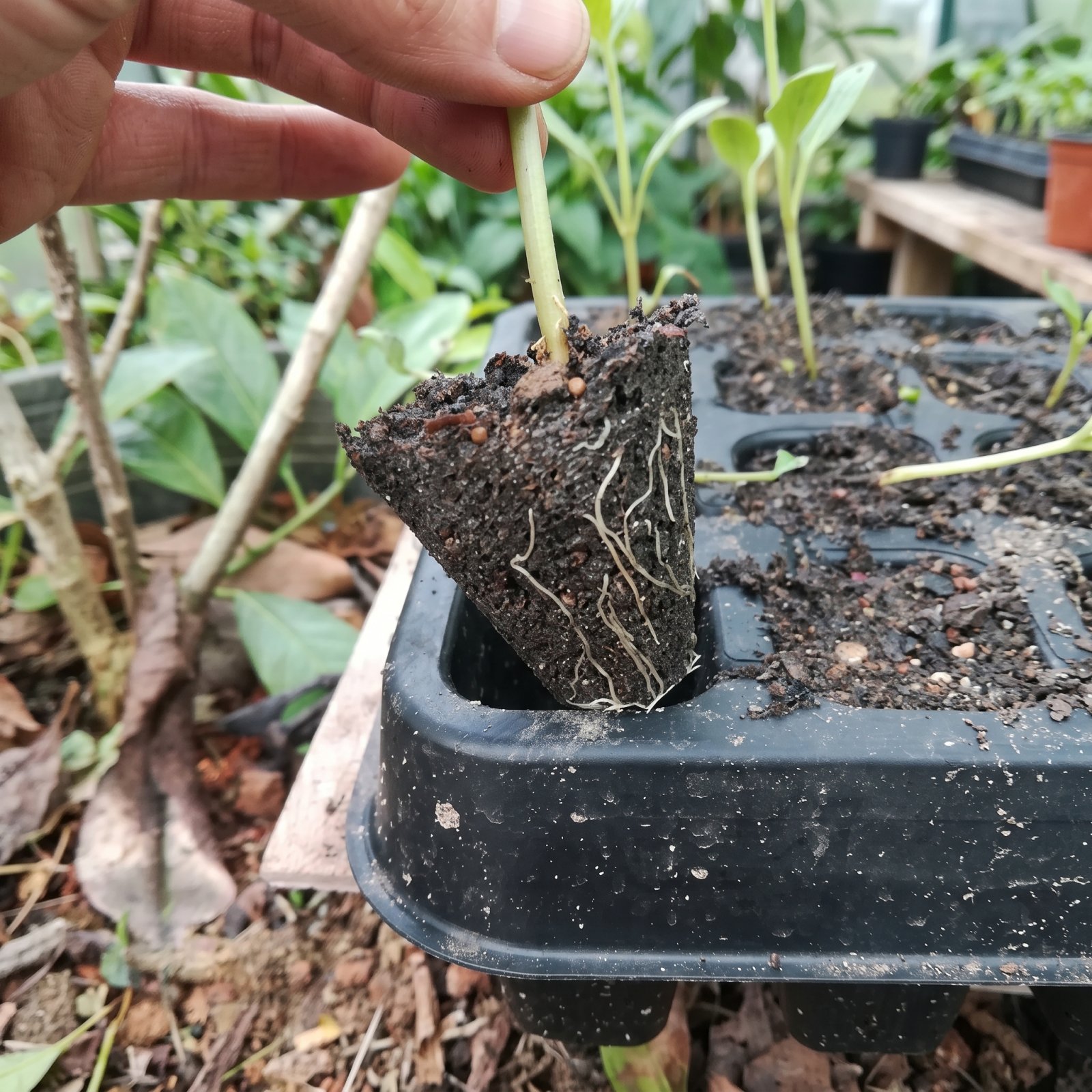 Rubber Seed Tray